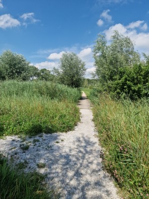 
                            <b>Smalle wandelpad kronkelt door weelderig groen struikgewas en hoge grassen.</b><br>
                                                        <b>ISO:</b> 50 | <b>Sluitertijd:</b> 1/1616 | <b>Diafragma:</b> f/1.8 | <b>Datum:</b> 2025-07-20

                        