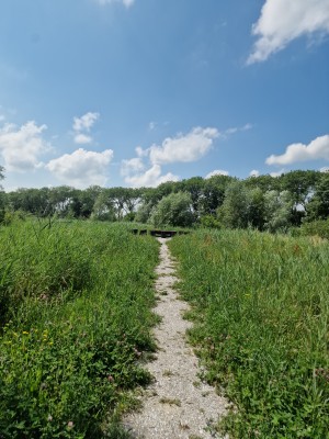 
                            <b>Wandelpad door groen veld leidt naar houten brug.</b><br>
                                                        <b>ISO:</b> 50 | <b>Sluitertijd:</b> 1/2381 | <b>Diafragma:</b> f/1.8 | <b>Datum:</b> 2025-07-20

                        