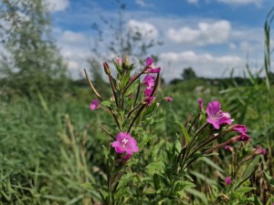 
                            <b>Paarse bloemen bloeien levendig te midden van het groene gras.</b><br>
                                                        <b>ISO:</b> 50 | <b>Sluitertijd:</b> 1/4444 | <b>Diafragma:</b> f/1.8 | <b>Datum:</b> 2025-07-20

                        