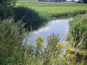 
                            <b>Kleurrijke bloemen omlijnen rustige beek met weelderige groene vegetatie.</b><br>
                                                        <b>ISO:</b> 50 | <b>Sluitertijd:</b> 1/1838 | <b>Diafragma:</b> f/2.4 | <b>Datum:</b> 2025-07-20

                        
