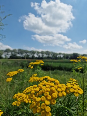 
                            <b>Gele bloemen in bloei met groene velden op de achtergrond.</b><br>
                                                        <b>ISO:</b> 50 | <b>Sluitertijd:</b> 1/2717 | <b>Diafragma:</b> f/1.8 | <b>Datum:</b> 2025-07-20

                        