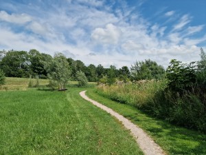 
                            <b>Kronkelend pad door groen gras en bomen, onder een blauwe hemel.</b><br>
                                                        <b>ISO:</b> 50 | <b>Sluitertijd:</b> 1/18182 | <b>Diafragma:</b> f/1.8 | <b>Datum:</b> 2025-07-20

                        