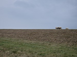 
                            <b>Schapen grazen boven op de grasrijke dijk.</b><br>
                                                        <b>ISO:</b> 50 | <b>Sluitertijd:</b> 1/3788 | <b>Diafragma:</b> f/2.4 | <b>Datum:</b> 2025-07-26

                        