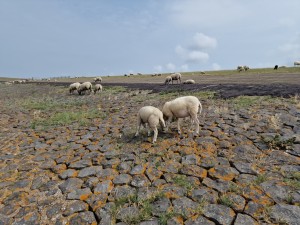 
                            <b>Schapen grazen op een stenen ondergrond met mos.</b><br>
                                                        <b>ISO:</b> 50 | <b>Sluitertijd:</b> 1/18182 | <b>Diafragma:</b> f/1.8 | <b>Datum:</b> 2025-07-26

                        