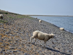 
                            <b>Schapen lopen over een stenen dijk langs het water.</b><br>
                                                        <b>ISO:</b> 50 | <b>Sluitertijd:</b> 1/3676 | <b>Diafragma:</b> f/2.4 | <b>Datum:</b> 2025-07-26

                        