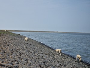 
                            <b>Schapen grazen op een dijk langs het water.</b><br>
                                                        <b>ISO:</b> 50 | <b>Sluitertijd:</b> 1/4425 | <b>Diafragma:</b> f/2.4 | <b>Datum:</b> 2025-07-26

                        