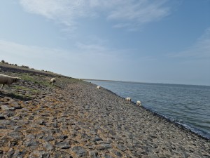
                            <b>Schapen grazen langs een met stenen bedekte oever aan het water.</b><br>
                                                        <b>ISO:</b> 50 | <b>Sluitertijd:</b> 1/18519 | <b>Diafragma:</b> f/1.8 | <b>Datum:</b> 2025-07-26

                        