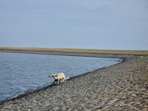 
                            <b>Schapen lopen langs de waterkant op een dijk.</b><br>
                                                        <b>ISO:</b> 50 | <b>Sluitertijd:</b> 1/3717 | <b>Diafragma:</b> f/2.4 | <b>Datum:</b> 2025-07-26

                        
