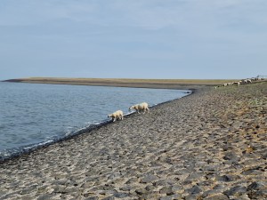 
                            <b>Schapen lopen langs waterkant op een stenen dijk.</b><br>
                                                        <b>ISO:</b> 50 | <b>Sluitertijd:</b> 1/1815 | <b>Diafragma:</b> f/1.8 | <b>Datum:</b> 2025-07-26

                        