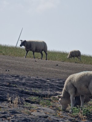 
                            <b>Schapen grazen op dijk, met gras en stenen in de voorgrond.</b><br>
                                                        <b>ISO:</b> 50 | <b>Sluitertijd:</b> 1/1567 | <b>Diafragma:</b> f/4.9 | <b>Datum:</b> 2025-07-26

                        