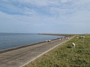 
                            <b>Schapen lopen op een dijk langs het water.</b><br>
                                                        <b>ISO:</b> 50 | <b>Sluitertijd:</b> 1/17544 | <b>Diafragma:</b> f/1.8 | <b>Datum:</b> 2025-07-26

                        