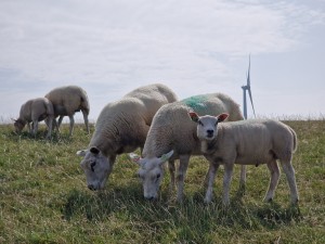 
                            <b>Schapen grazen op een groene weide met een windmolen op de achtergrond..</b><br>
                                                        <b>ISO:</b> 50 | <b>Sluitertijd:</b> 1/8475 | <b>Diafragma:</b> f/2.4 | <b>Datum:</b> 2025-07-26

                        