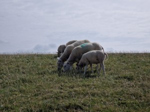 
                            <b>Een groep schapen graast samen op een grasveld.</b><br>
                                                        <b>ISO:</b> 50 | <b>Sluitertijd:</b> 1/9524 | <b>Diafragma:</b> f/2.4 | <b>Datum:</b> 2025-07-26

                        