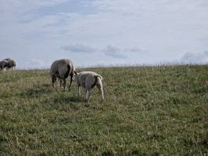 
                            <b>Schapen grazen samen op een groene heuvel.</b><br>
                                                        <b>ISO:</b> 50 | <b>Sluitertijd:</b> 1/7194 | <b>Diafragma:</b> f/2.4 | <b>Datum:</b> 2025-07-26

                        