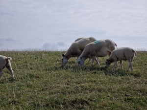 
                            <b>Schapen grazen in een weiland.</b><br>
                                                        <b>ISO:</b> 50 | <b>Sluitertijd:</b> 1/9009 | <b>Diafragma:</b> f/2.4 | <b>Datum:</b> 2025-07-26

                        