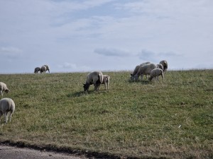 
                            <b>Schapen grazen op een grasheuvel, groep bij elkaar.</b><br>
                                                        <b>ISO:</b> 50 | <b>Sluitertijd:</b> 1/6623 | <b>Diafragma:</b> f/2.4 | <b>Datum:</b> 2025-07-26

                        