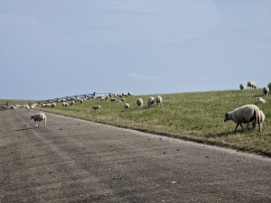 
                            <b>Schapen grazen vredig op een hellende weide naast een weg.</b><br>
                                                        <b>ISO:</b> 50 | <b>Sluitertijd:</b> 1/4115 | <b>Diafragma:</b> f/2.4 | <b>Datum:</b> 2025-07-26

                        