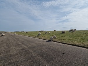 
                            <b>Schapen grazen op een grasveld naast een asfaltweg.</b><br>
                                                        <b>ISO:</b> 50 | <b>Sluitertijd:</b> 1/18519 | <b>Diafragma:</b> f/1.8 | <b>Datum:</b> 2025-07-26

                        