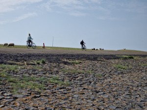 
                            <b>Twee mensen fietsen langs een dijk met schapen.</b><br>
                                                        <b>ISO:</b> 50 | <b>Sluitertijd:</b> 1/5814 | <b>Diafragma:</b> f/2.4 | <b>Datum:</b> 2025-07-26

                        