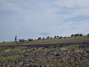 
                            <b>Persoon loopt met groep schapen op een dijk.</b><br>
                                                        <b>ISO:</b> 50 | <b>Sluitertijd:</b> 1/7407 | <b>Diafragma:</b> f/2.4 | <b>Datum:</b> 2025-07-26

                        