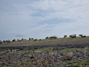 
                            <b>Schapen grazen op een heuvel met stenen grond op de voorgrond.</b><br>
                                                        <b>ISO:</b> 50 | <b>Sluitertijd:</b> 1/7407 | <b>Diafragma:</b> f/2.4 | <b>Datum:</b> 2025-07-26

                        