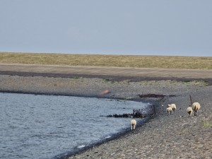 
                            <b>Schapen lopen langs de oever van een waterkant met stenen.</b><br>
                                                        <b>ISO:</b> 50 | <b>Sluitertijd:</b> 1/922 | <b>Diafragma:</b> f/4.9 | <b>Datum:</b> 2025-07-26

                        