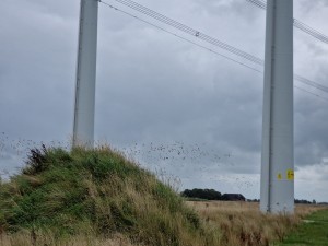 
                            <b>Grote elektriciteitsmasten boven een grasrijke heuvel met zwerm vogels.</b><br>
                                                        <b>ISO:</b> 50 | <b>Sluitertijd:</b> 1/4049 | <b>Diafragma:</b> f/2.4 | <b>Datum:</b> 2025-08-02

                        