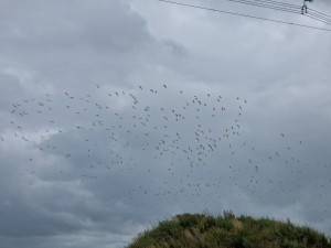 
                            <b>Veel vogels vliegen samen in een zwerm boven een heuvel.</b><br>
                                                        <b>ISO:</b> 50 | <b>Sluitertijd:</b> 1/4762 | <b>Diafragma:</b> f/2.4 | <b>Datum:</b> 2025-08-02

                        