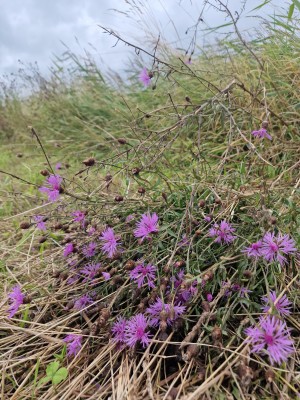 
                            <b>Paarse bloemen in het gras met bruine stengels en zaden.</b><br>
                                                        <b>ISO:</b> 50 | <b>Sluitertijd:</b> 1/4808 | <b>Diafragma:</b> f/1.8 | <b>Datum:</b> 2025-08-02

                        