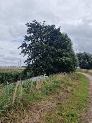 
                            <b>Boom langs een pad naast een smalle waterweg.</b><br>
                                                        <b>ISO:</b> 50 | <b>Sluitertijd:</b> 1/12346 | <b>Diafragma:</b> f/1.8 | <b>Datum:</b> 2025-08-02

                        