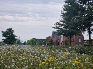 
                            <b>Veld met wilde bloemen naast moderne woningen en bomen.</b><br>
                                                        <b>ISO:</b> 50 | <b>Sluitertijd:</b> 1/1279 | <b>Diafragma:</b> f/2.4 | <b>Datum:</b> 2025-08-04

                        