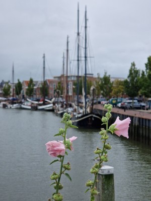 
                            <b>Roze stokroosbloemen in close-up met knoppen op stelen.</b><br>
                                                        <b>ISO:</b> 50 | <b>Sluitertijd:</b> 1/1701 | <b>Diafragma:</b> f/2.4 | <b>Datum:</b> 2025-08-17

                        