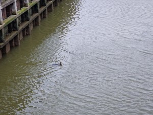 
                            <b>Aalscholver zwemt alleen door het water.</b><br>
                                                        <b>ISO:</b> 50 | <b>Sluitertijd:</b> 1/711 | <b>Diafragma:</b> f/2.4 | <b>Datum:</b> 2025-08-17

                        