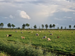 
                            <b>Kudde schapen graast rustig in de weide.</b><br>
                                                        <b>ISO:</b> 50 | <b>Sluitertijd:</b> 1/997 | <b>Diafragma:</b> f/2.4 | <b>Datum:</b> 2025-08-05

                        