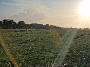 
                            <b>Kudde grazende schapen met een lensflare.</b><br>
                                                        <b>ISO:</b> 50 | <b>Sluitertijd:</b> 1/7143 | <b>Diafragma:</b> f/2.4 | <b>Datum:</b> 2025-08-05

                        