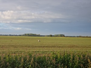 
                            <b>Ooievaar loopt over gemaaid grasland.</b><br>
                                                        <b>ISO:</b> 50 | <b>Sluitertijd:</b> 1/1145 | <b>Diafragma:</b> f/2.4 | <b>Datum:</b> 2025-08-24

                        