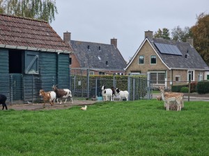 
                            <b>Kudde geiten en herten staan samen in de weide.</b><br>
                                                        <b>ISO:</b> 50 | <b>Sluitertijd:</b> 1/732 | <b>Diafragma:</b> f/2.4 | <b>Datum:</b> 2025-10-12

                        
