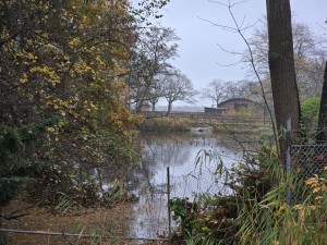 
                            <b>Rustige vijver met eenden tussen herfstige bomen.</b><br>
                                                        <b>ISO:</b> 64 | <b>Sluitertijd:</b> 1/50 | <b>Diafragma:</b> f/2.4 | <b>Datum:</b> 2025-11-16

                        
