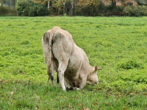 
                            <b>Witte koe knielt om gras te eten.</b><br>
                                                        <b>ISO:</b> 200 | <b>Sluitertijd:</b> 1/120 | <b>Diafragma:</b> f/3.4 | <b>Datum:</b> 2025-11-16

                        