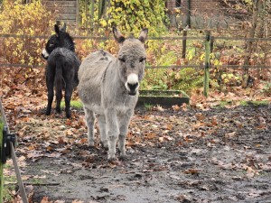 
                            <b>Grijze ezel loopt naar voren, zwarte ezel staat erachter.</b><br>
                                                        <b>ISO:</b> 500 | <b>Sluitertijd:</b> 1/50 | <b>Diafragma:</b> f/3.4 | <b>Datum:</b> 2025-11-16

                        