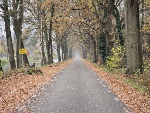 
                            <b>Lange, rechte laan met bomen en bladeren langs een stille weg.</b><br>
                                                        <b>ISO:</b> 250 | <b>Sluitertijd:</b> 1/50 | <b>Diafragma:</b> f/3.4 | <b>Datum:</b> 2025-11-16

                        
