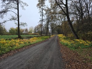
                            <b>Lang recht zandpad met bomen en gele bermplanten.</b><br>
                                                        <b>ISO:</b> 64 | <b>Sluitertijd:</b> 1/180 | <b>Diafragma:</b> f/1.7 | <b>Datum:</b> 2025-11-16

                        