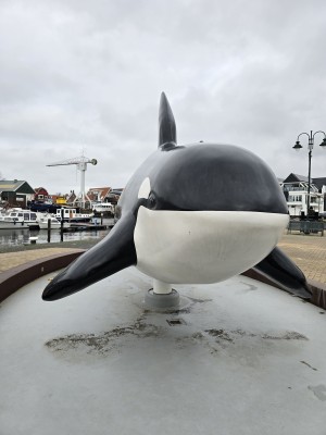 
                            <b>Grote orka-beeldhouwwerk in zwart-wit, prominent opgesteld op voetstuk.</b><br>
                                                        <b>ISO:</b> 25 | <b>Sluitertijd:</b> 5567099/1000000000 | <b>Diafragma:</b> f/1.7 | <b>Datum:</b> 2025-12-07

                        