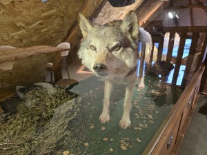 
                            <b>Opgezette wolf kijkt recht vooruit.</b><br>
                                                        <b>ISO:</b> 800 | <b>Sluitertijd:</b> 2497831/250000000 | <b>Diafragma:</b> f/1.7 | <b>Datum:</b> 2025-12-07

                        