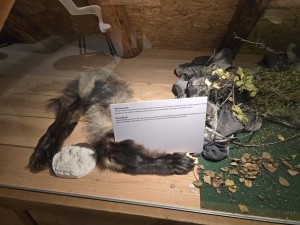 
                            <b>Wolvenvacht tentoongesteld met informatief bordje.</b><br>
                                                        <b>ISO:</b> 400 | <b>Sluitertijd:</b> 2497831/250000000 | <b>Diafragma:</b> f/1.7 | <b>Datum:</b> 2025-12-07

                        