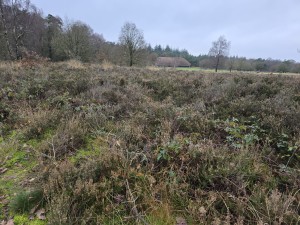 
                            <b>Uitgestrekte heide met struiken en lage begroeiing.</b><br>
                                                        <b>ISO:</b> 40 | <b>Sluitertijd:</b> 5567099/1000000000 | <b>Diafragma:</b> f/1.7 | <b>Datum:</b> 2025-12-07

                        