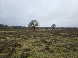 
                            <b>Eenzame boom staat centraal in uitgestrekte heide.</b><br>
                                                        <b>ISO:</b> 20 | <b>Sluitertijd:</b> 5567099/1000000000 | <b>Diafragma:</b> f/1.7 | <b>Datum:</b> 2025-12-07

                        