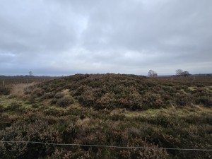 
                            <b>Heideheuvel begroeid met struikheide.</b><br>
                                                        <b>ISO:</b> 50 | <b>Sluitertijd:</b> 214641/100000000 | <b>Diafragma:</b> f/2.2 | <b>Datum:</b> 2025-12-07

                        