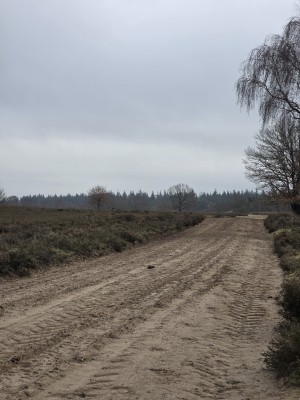 
                            <b>Een brede zandweg met bandensporen.</b><br>
                                                        <b>ISO:</b> 50 | <b>Sluitertijd:</b> 713053/500000000 | <b>Diafragma:</b> f/2.4 | <b>Datum:</b> 2025-12-07

                        