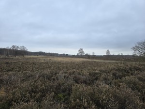 
                            <b>Uitgestrekte heide met lage struiken en verspreide bomen.</b><br>
                                                        <b>ISO:</b> 20 | <b>Sluitertijd:</b> 5567099/1000000000 | <b>Diafragma:</b> f/1.7 | <b>Datum:</b> 2025-12-07

                        